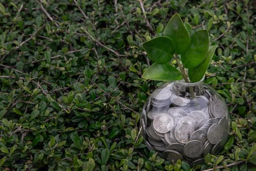 The saplings that grow on the pile of coins In a glass bottle on green nature background Symbol for business growth. Investment concept for growth and saving money. Space for text input, Selective focus.