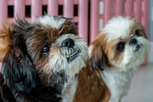 Two adorable Shih Tzu dog look at the owner at the same time. Pet lifestyle and concept.