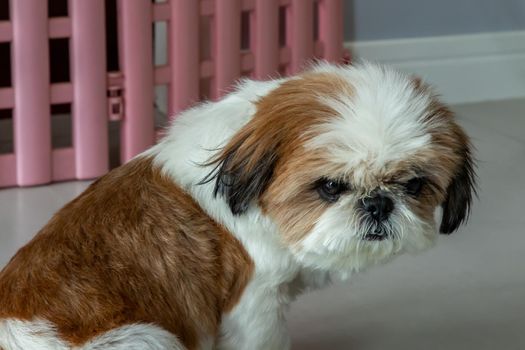 Adorable Shih Tzu dog look at the owner. Pet lifestyle and concept.