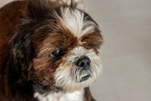 Close-up of Lovely Male Shih Tzu dog on the floor at home. Pet lifestyle and health concept., copy space.