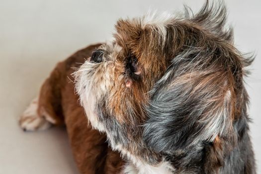 Adorable Shih Tzu dog look at the owner. Pet lifestyle and concept.