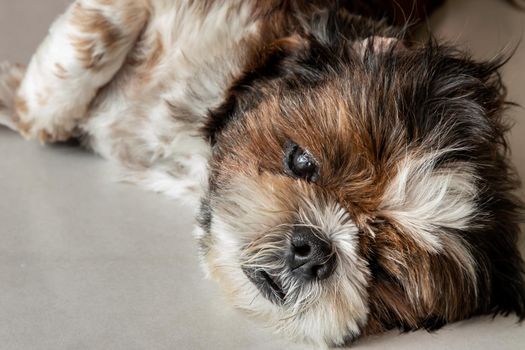 Lazy dog. Funny Shih tzu dog sleeping and relaxing on the floor at home. Pet lifestyle and health concept.