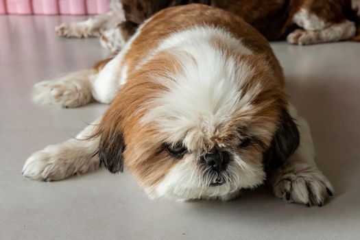 Lazy dog. Funny Shih tzu dog sleeping and relaxing on the floor at home. Pet lifestyle and health concept.