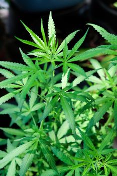 closeup image of a marijuana plant