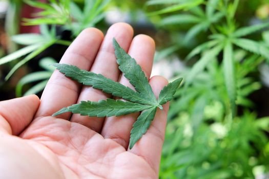image of Marijuana leaves in the hands on Marijuana plant background.