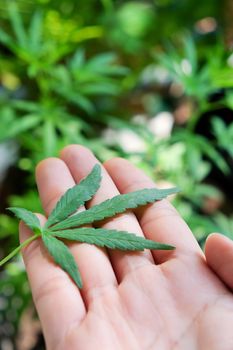 image of Marijuana leaves in the hands on Marijuana plant background.