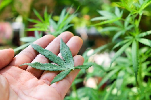 image of Marijuana leaves in the hands on Marijuana plant background.