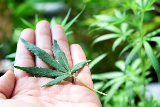 image of Marijuana leaves in the hands on Marijuana plant background.