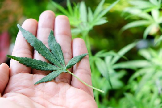 image of Marijuana leaves in the hands on Marijuana plant background.