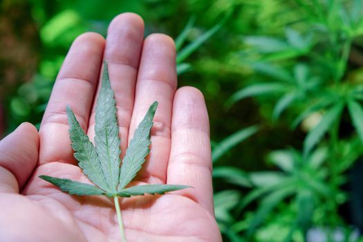 image of Marijuana leaves in the hands on Marijuana plant background.