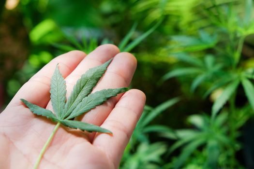 image of Marijuana leaves in the hands on Marijuana plant background.