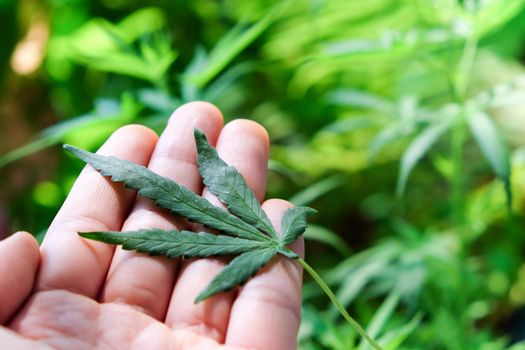 image of Marijuana leaves in the hands on Marijuana plant background.