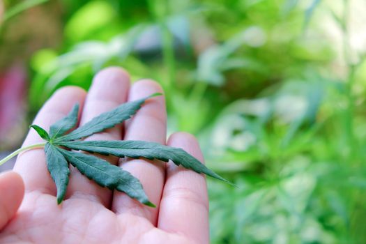image of Marijuana leaves in the hands on Marijuana plant background.
