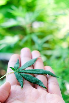 image of Marijuana leaves in the hands on Marijuana plant background.