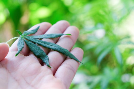 image of Marijuana leaves in the hands on Marijuana plant background.