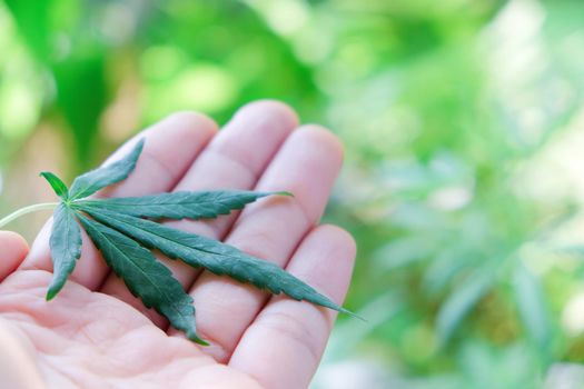 image of Marijuana leaves in the hands on Marijuana plant background.