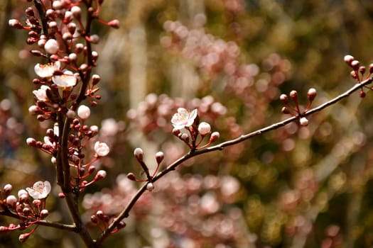 Wild cherry blossom in Germany