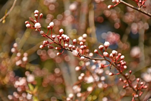 Wild cherry blossom in Germany