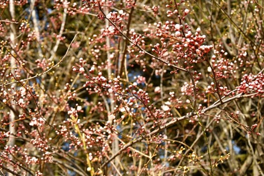 Wild cherry blossom in Germany