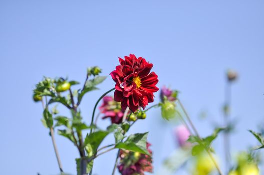 a red dahlia flower on a blue sky background. Selective focus. Flowers in the garden.