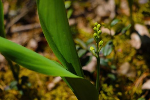 Green young blooming lilies of the valley in the forest