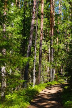 Beautiful young green forest with a trail for walking on a sunny spring day