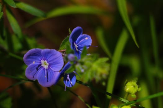 Beautiful blooming flowers in the spring forest