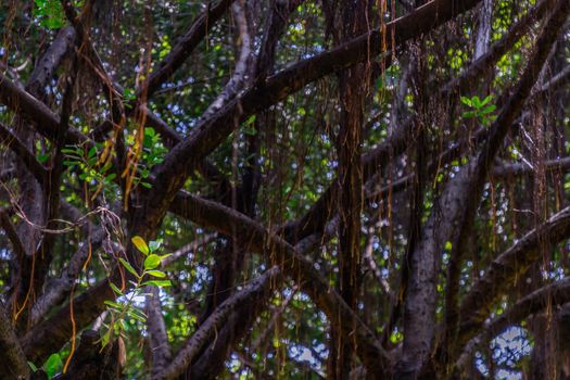 Detail of sunlight passing through small leaves on A huge banyan tree. Atmosphere of calm relaxation. Nature concept for design. Selective focus.