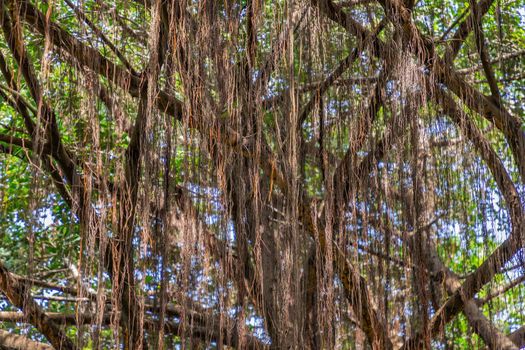 Detail of sunlight passing through Aerial roots The great Banyan tree (Ficus benghalensis) Magnificent trees. Atmosphere of calm relaxation. Nature concept for design. No focus, specifically.