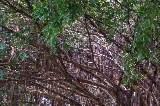 Detail of sunlight passing through Aerial roots The great Banyan tree (Ficus benghalensis) Magnificent trees. Atmosphere of calm relaxation. Nature concept for design. No focus, specifically.