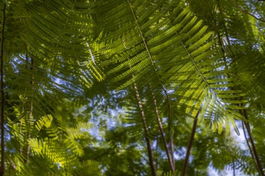 Detail of sunlight passing through small green leaves of Persian silk tree (Albizia julibrissin) on blurred greenery of garden. Atmosphere of calm relaxation. Nature concept for design. Selective focus.