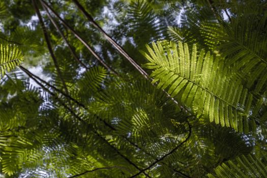 Detail of sunlight passing through small green leaves of Persian silk tree (Albizia julibrissin) on blurred greenery of garden. Atmosphere of calm relaxation. Nature concept for design. Selective focus.