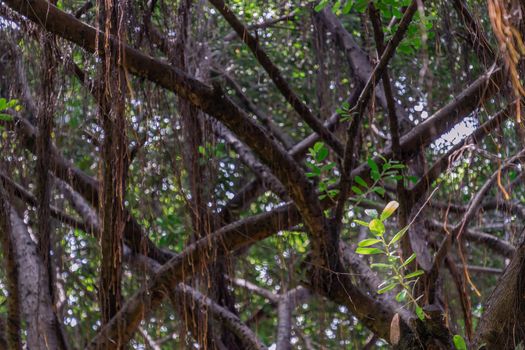 Detail of sunlight passing through small leaves on A huge banyan tree. Atmosphere of calm relaxation. Nature concept for design. Selective focus.