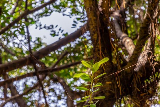 Detail of sunlight passing through small leaves on A huge banyan tree. Atmosphere of calm relaxation. Nature concept for design. Selective focus.