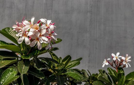 Group of white pink plumeria frangipani flowers ( Leelawadee ) on green leaf background. Thai Beautiful and Awesome flowers, 
Tropical flower, Copy space, Selective focus.