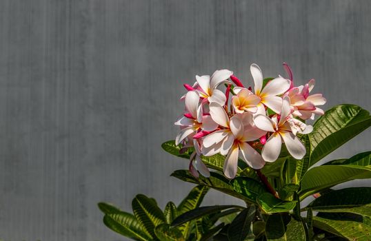 Group of white pink plumeria frangipani flowers ( Leelawadee ) on green leaf background. Thai Beautiful and Awesome flowers, 
Tropical flower, Copy space, Selective focus.