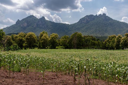 Fields landscape scenery view of Thailand with local villages and behind is forest mountains with beautiful morning sunlight clouds and bright blue sky. No focus, specifically.
