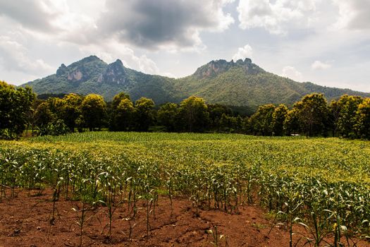 Fields landscape scenery view of Thailand with local villages and behind is forest mountains with beautiful morning sunlight clouds and bright blue sky. No focus, specifically.