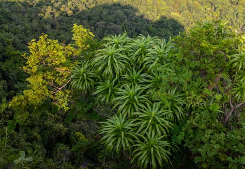 Aerial image of a lush green mixed deciduous and coniferous forest. A bird's eye view above green trees. No focus, specifically.