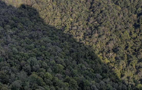Aerial image of a lush green mixed deciduous and coniferous forest. A bird's eye view above green trees. Focus and blur.