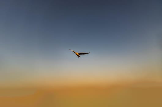 Seagull flying spread wings in the sky at evening. Space for text, No focus, specifically.