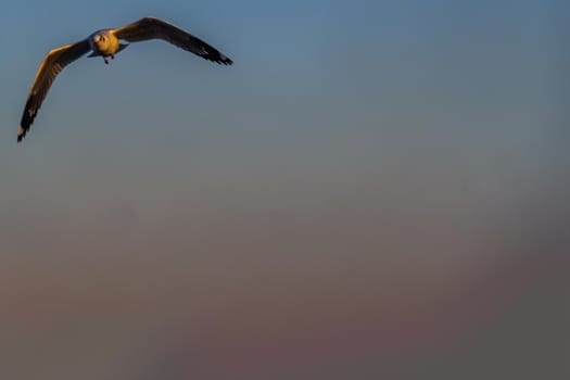 Seagull flying spread wings in the sky at evening. Space for text, No focus, specifically.