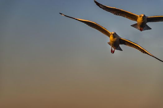 Seagulls flying spread wings in the sky at evening. Space for text, No focus, specifically.