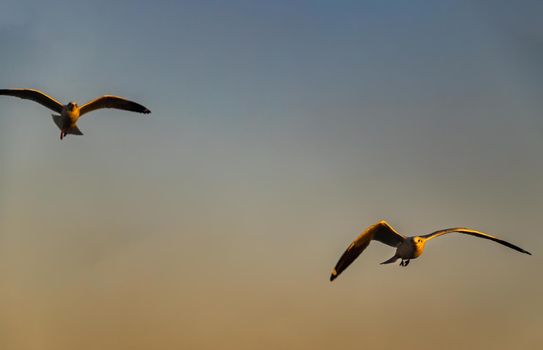 Seagulls flying spread wings in the sky at evening. Space for text, No focus, specifically.