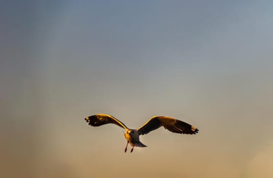 Seagull flying spread wings in the sky at evening. Space for text, No focus, specifically.