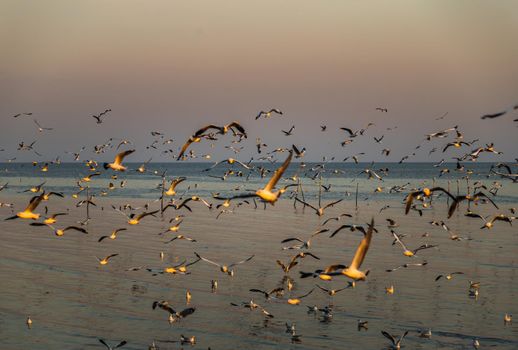 Group of seagulls flying at sunset during low tide at Bang Pu seaside of Thailand. No focus, specifically.