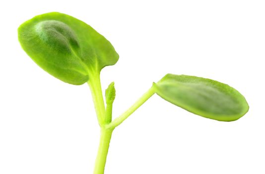 Macro shot of spring small growing seedling isolated over white background.