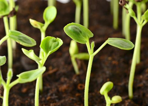 Macro shot of spring small growing seedlings from soil.