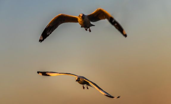 Seagulls flying spread wings in the sky at evening. Space for text, No focus, specifically.