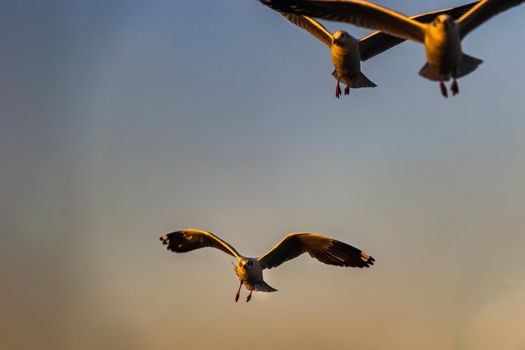 Seagulls flying spread wings in the sky at evening. Space for text, No focus, specifically.